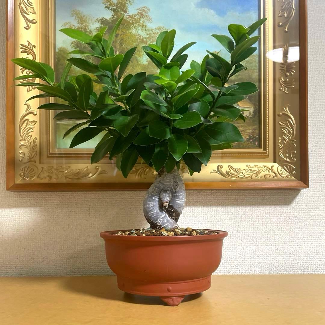 ガジュマル 盆栽 陶器鉢付き(新品)