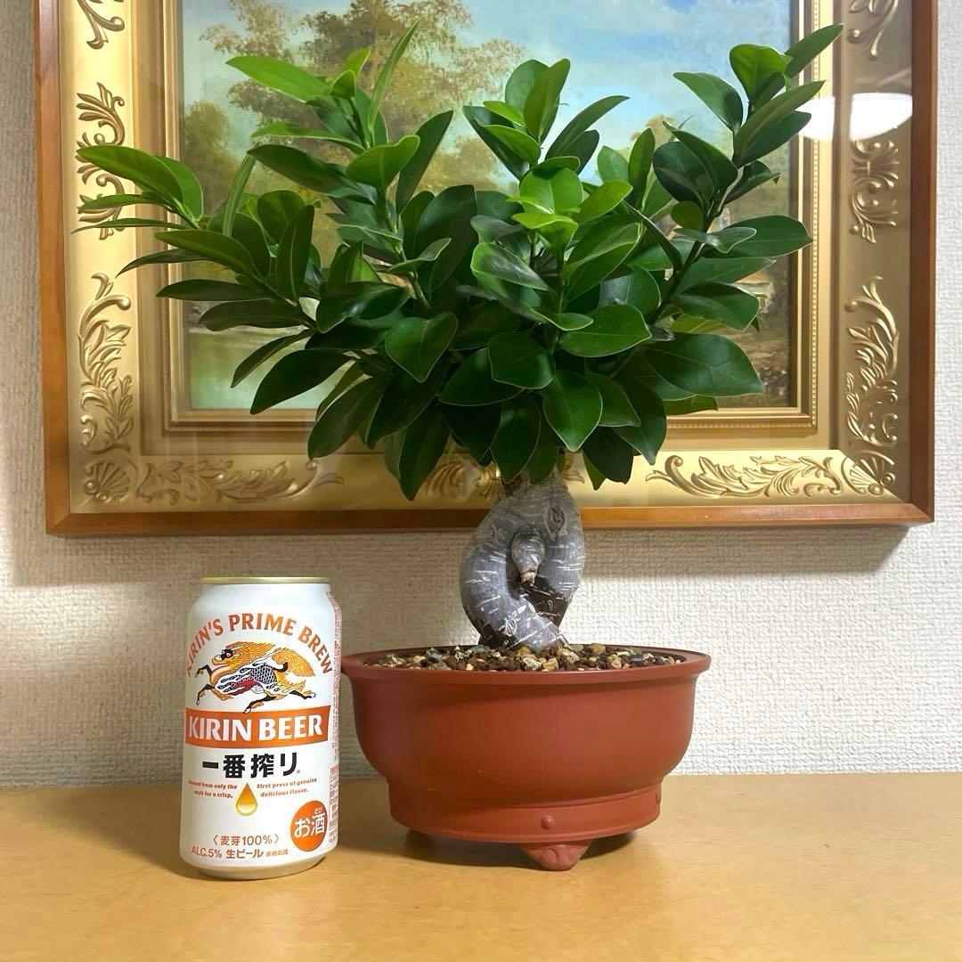ガジュマル 盆栽 陶器鉢付き(新品)