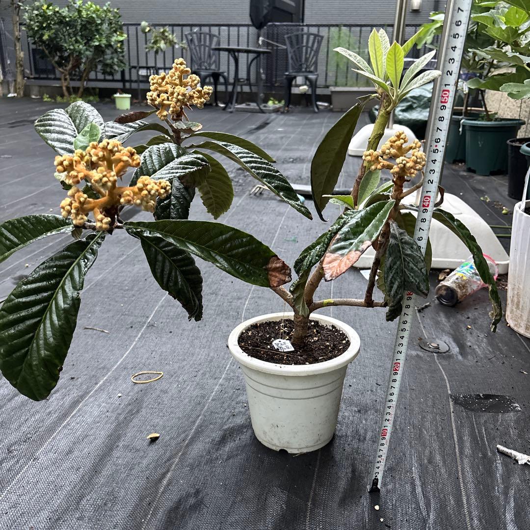 チロ枇杷　品種不明　苗木