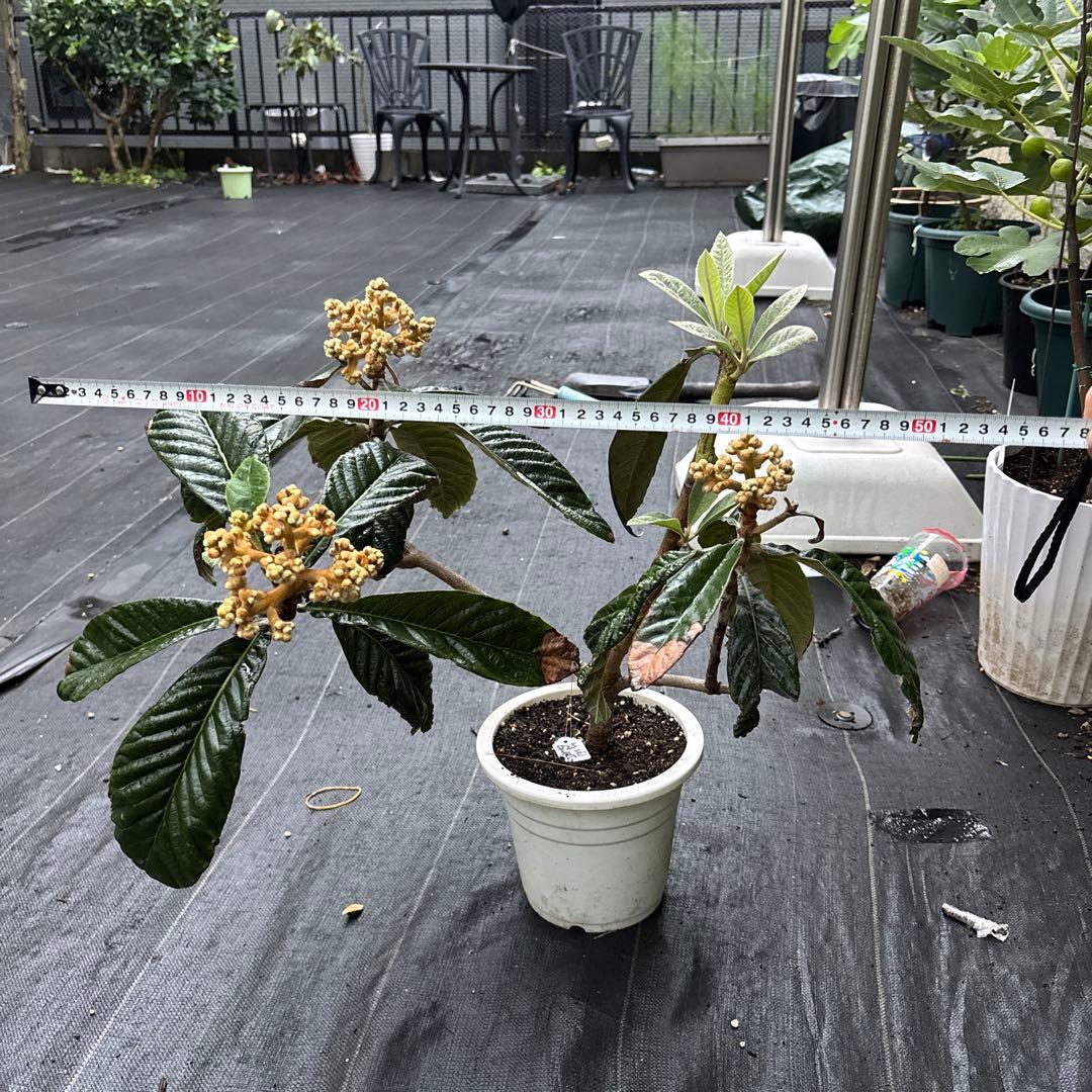 チロ枇杷　品種不明　苗木