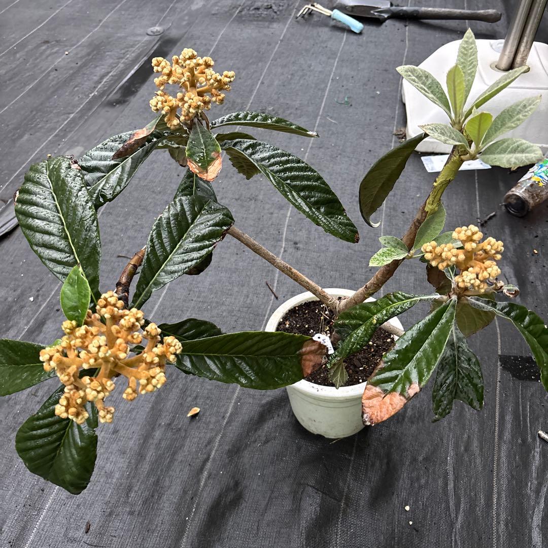 チロ枇杷　品種不明　苗木