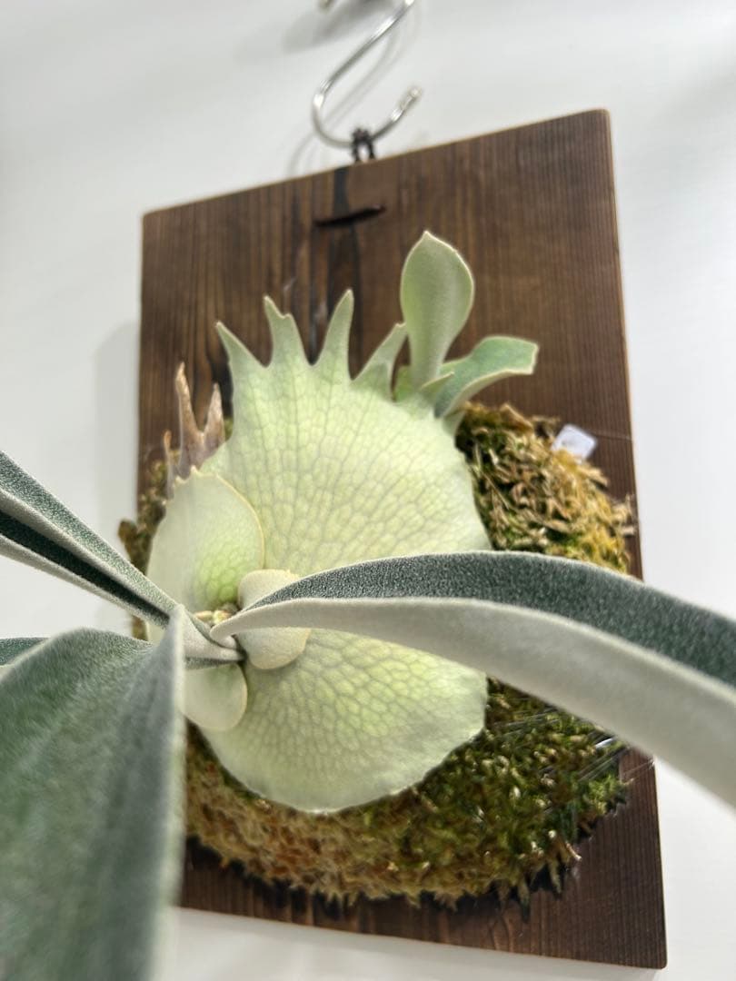 ビカクシダ P.veitchii Limited 2nd edition