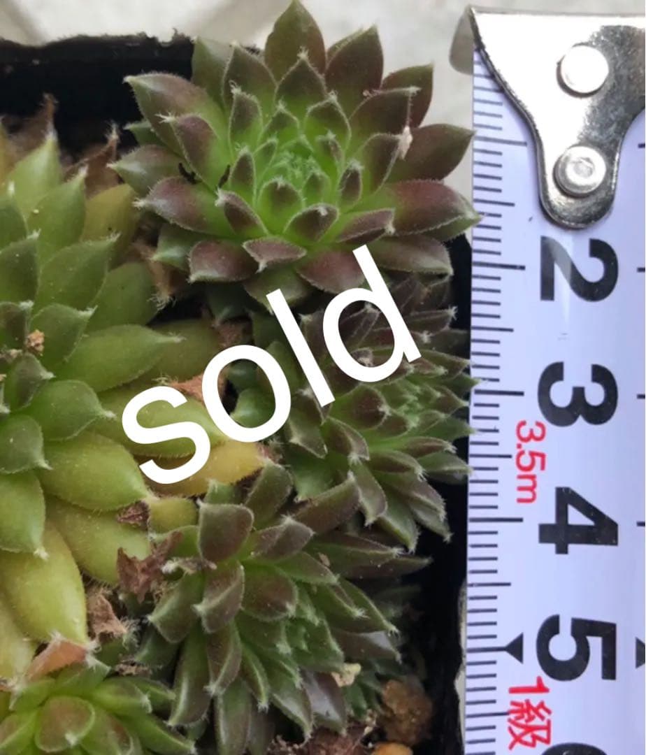 プマロス小苗1点【おまとめ1投稿につき100円引き】