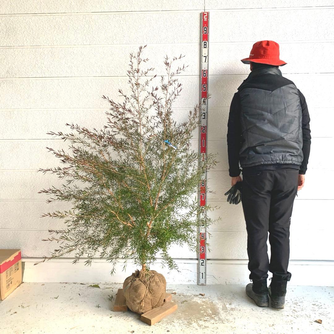 メラレウカ　カッパーグロー　ティーツリー　ブラック　紅葉　銅葉　47