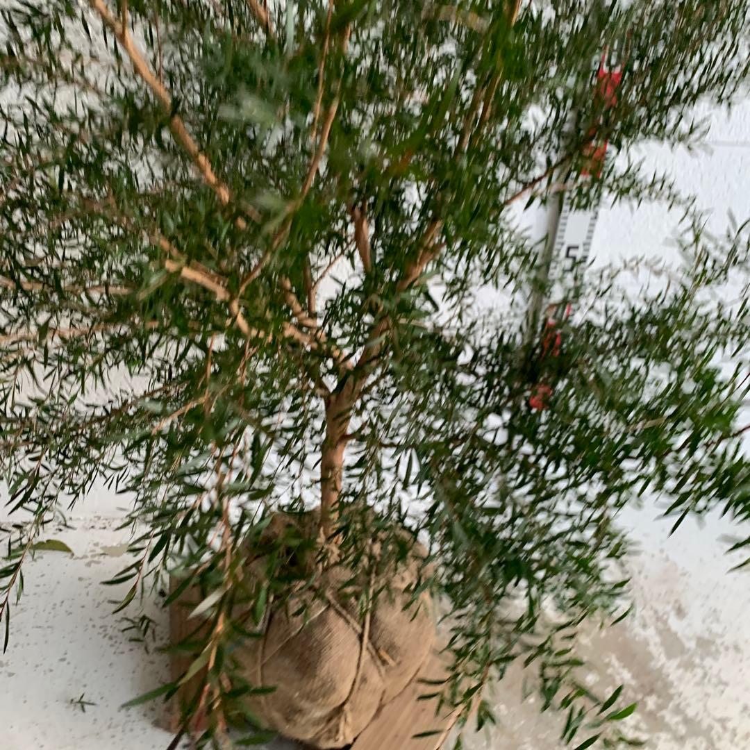 メラレウカ　カッパーグロー　ティーツリー　ブラック　紅葉　銅葉　47