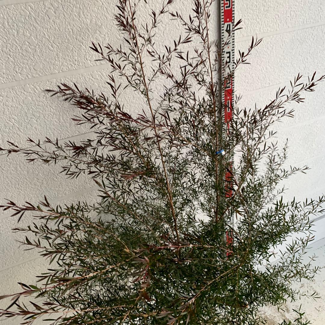 メラレウカ　カッパーグロー　ティーツリー　ブラック　紅葉　銅葉　47