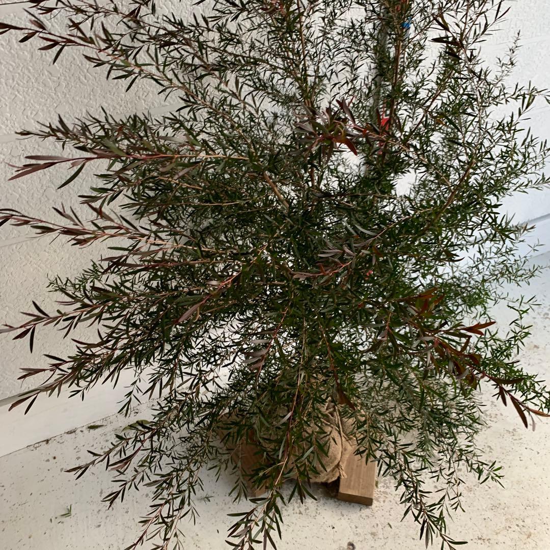 メラレウカ　カッパーグロー　ティーツリー　ブラック　紅葉　銅葉　47