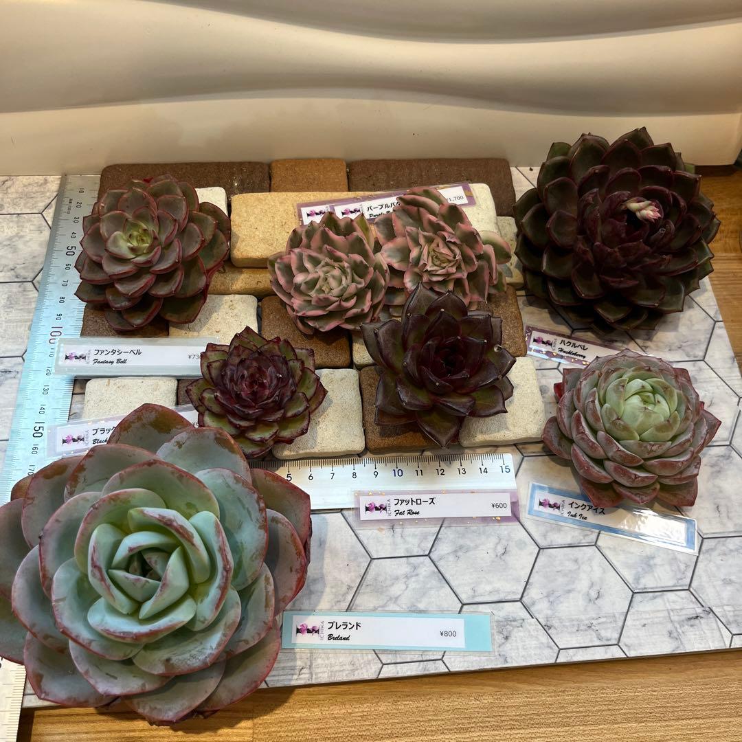 まえちゃん　韓国苗セット