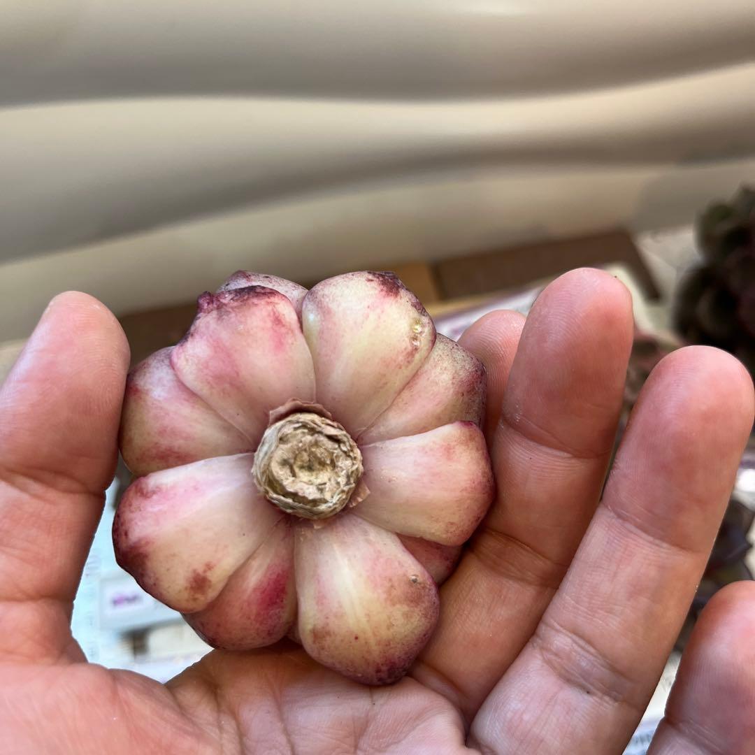 まえちゃん　韓国苗セット