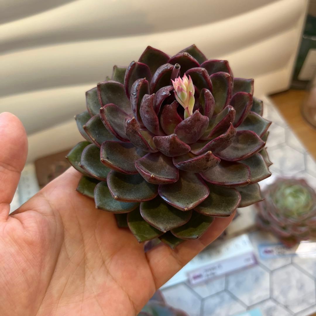 まえちゃん　韓国苗セット