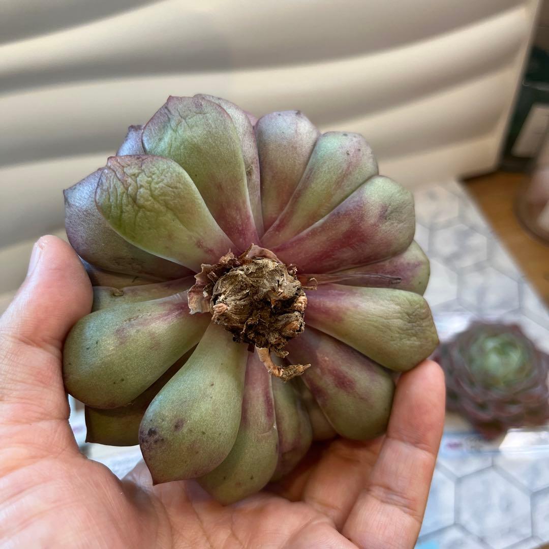 まえちゃん　韓国苗セット