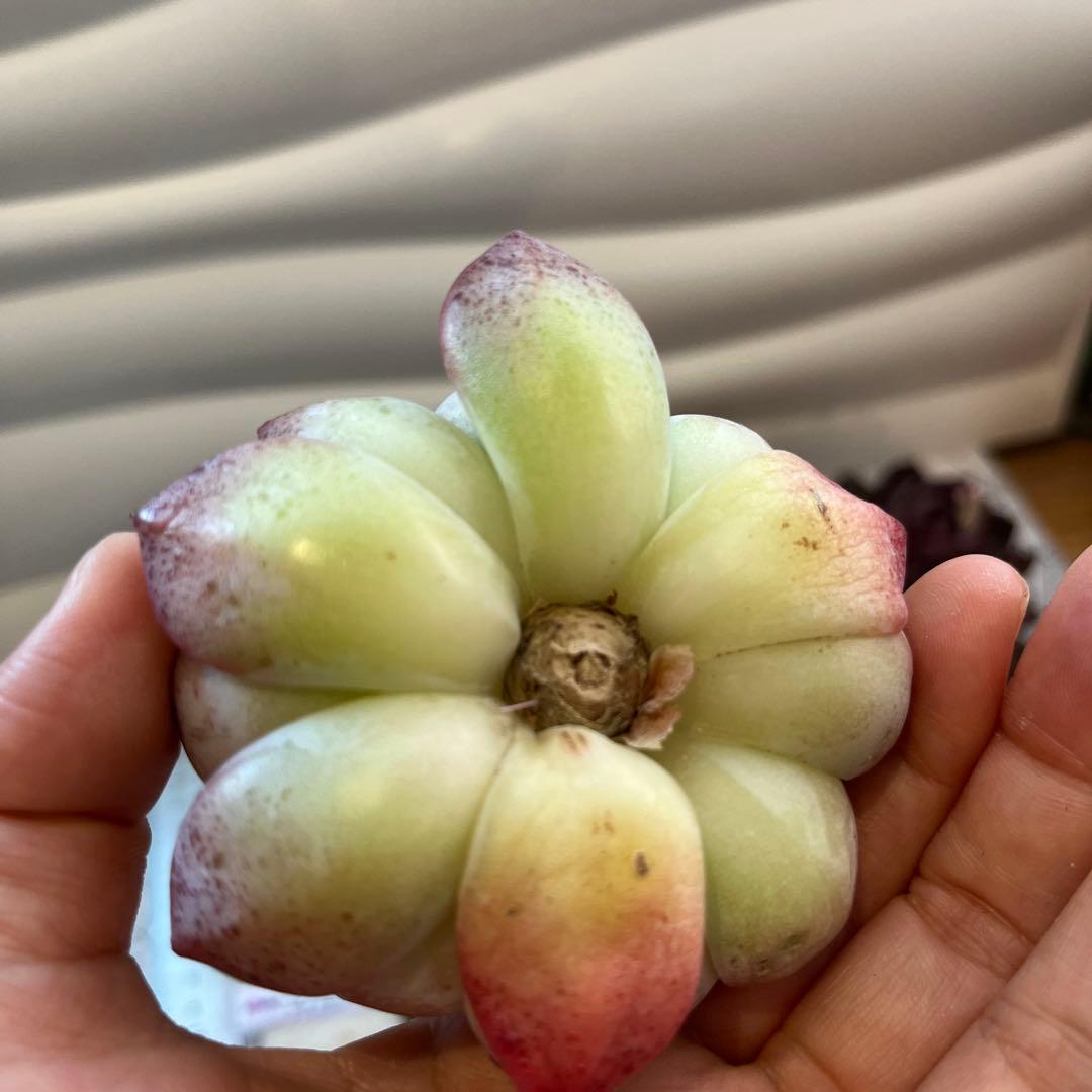 まえちゃん　韓国苗セット