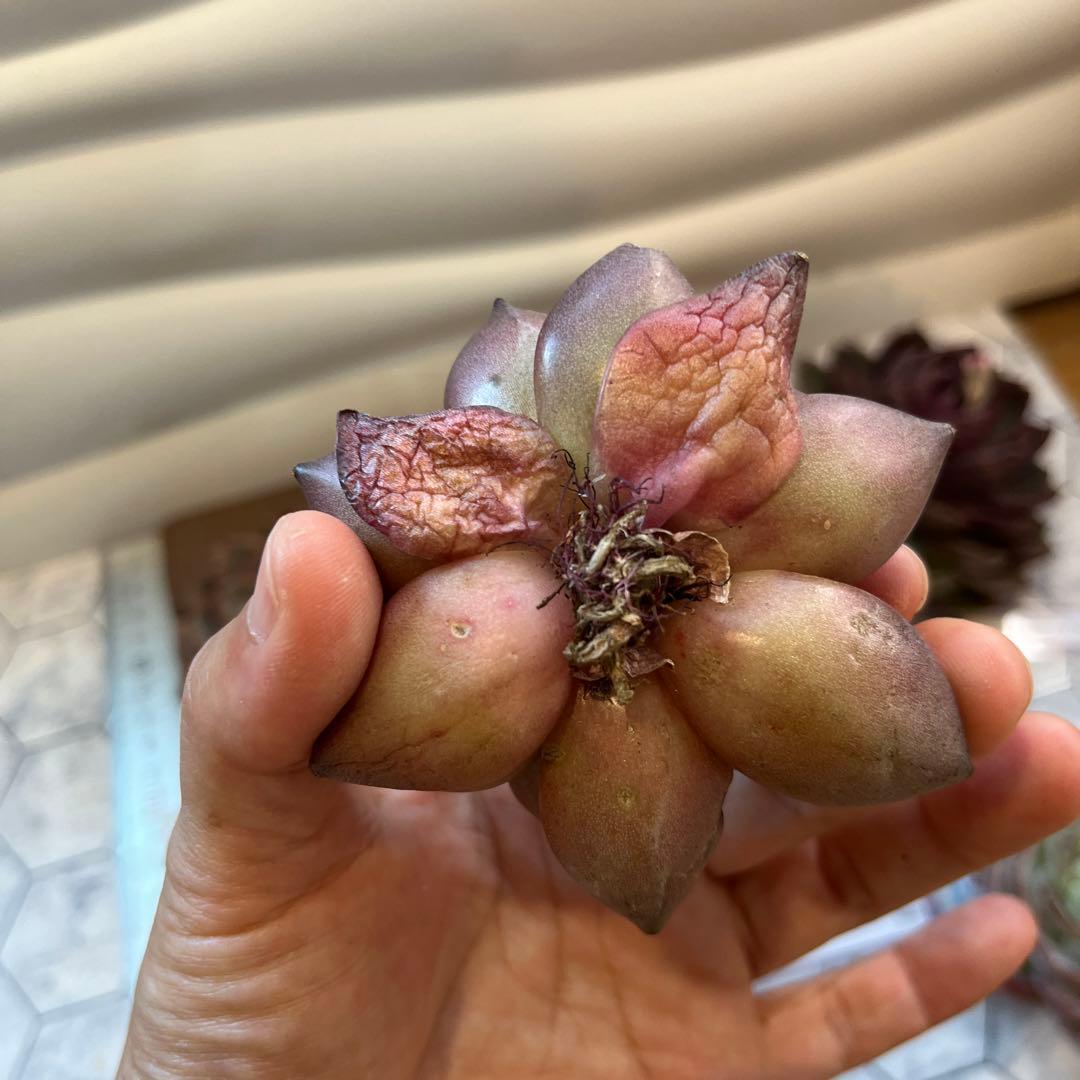 まえちゃん　韓国苗セット