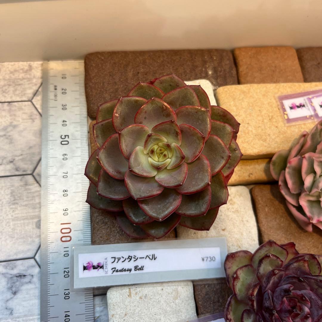 まえちゃん　韓国苗セット