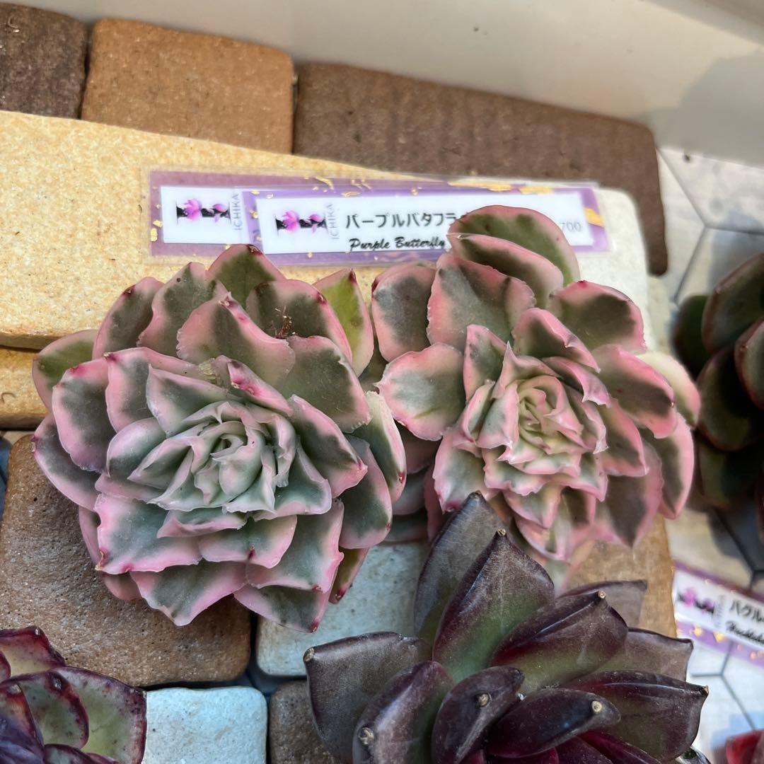 まえちゃん　韓国苗セット