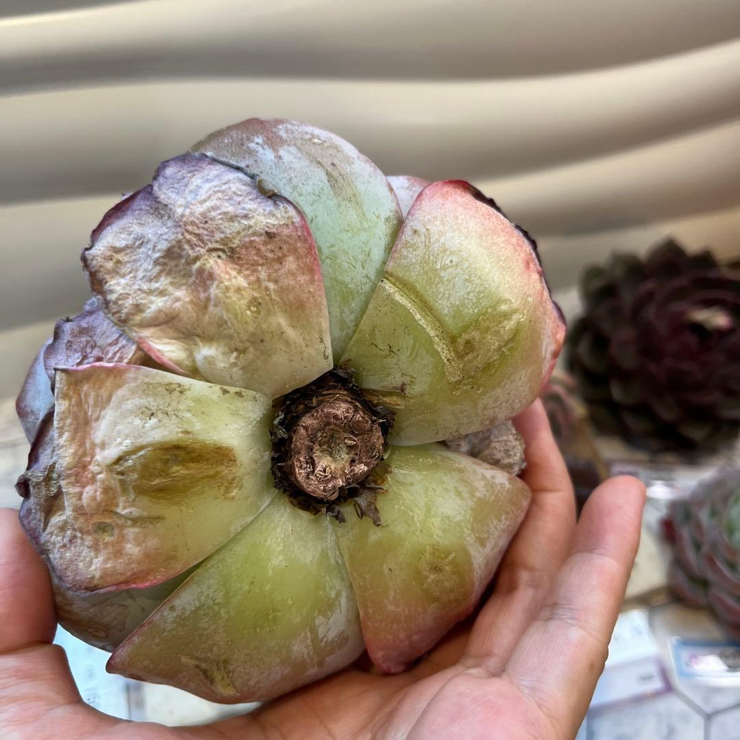 まえちゃん　韓国苗セット