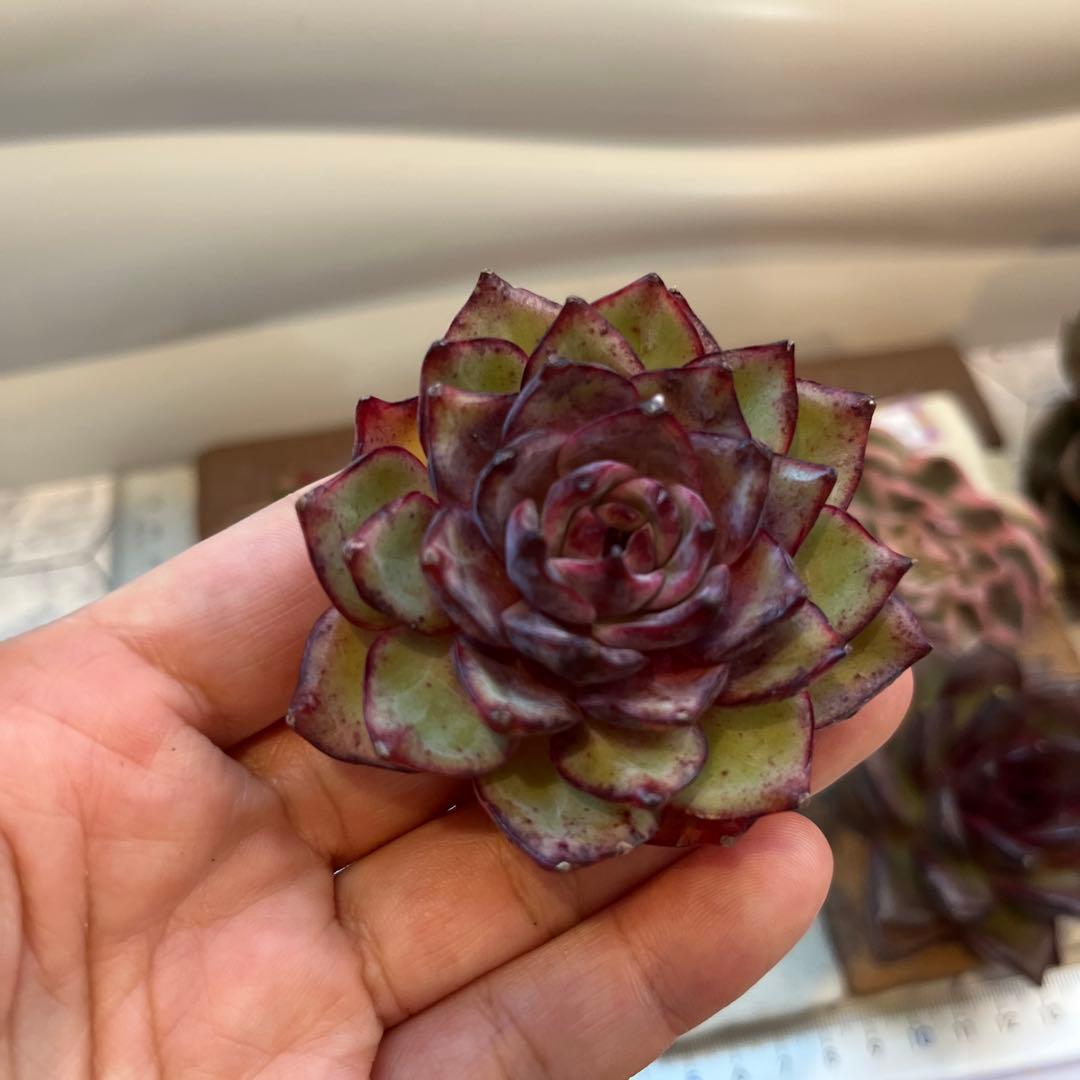 まえちゃん　韓国苗セット