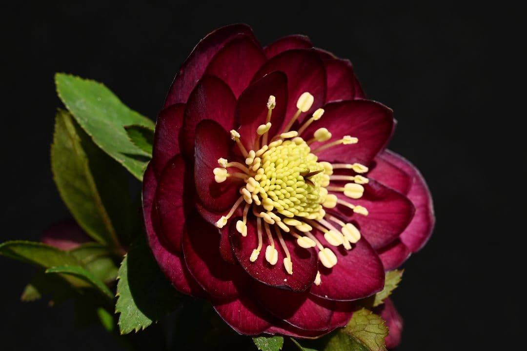 クリスマスローズ　認定！キラメキ✩レッド　加藤農園