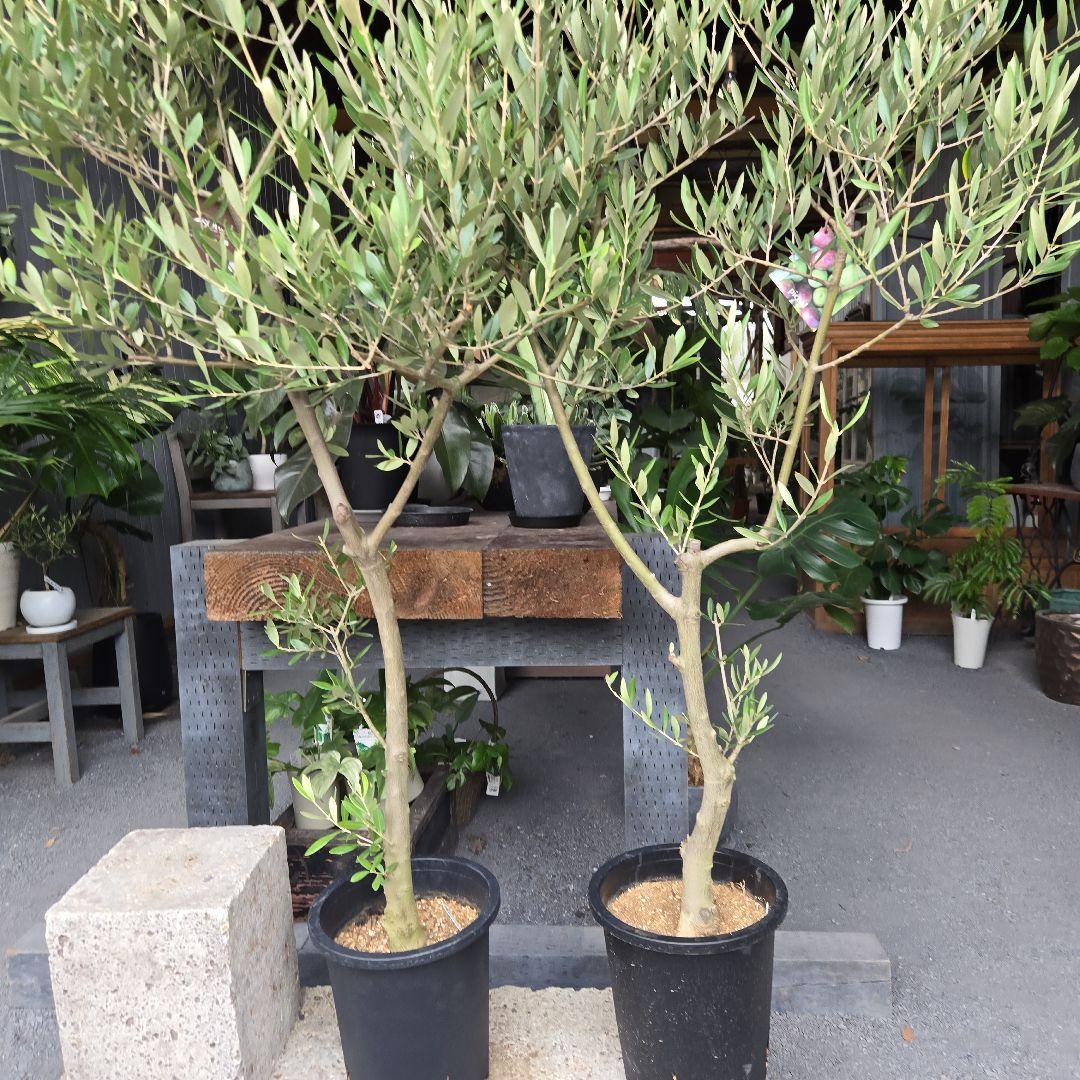 bobio⑮オリーブの木souju『ピクアル』⑨『ミッション8号2苗セット