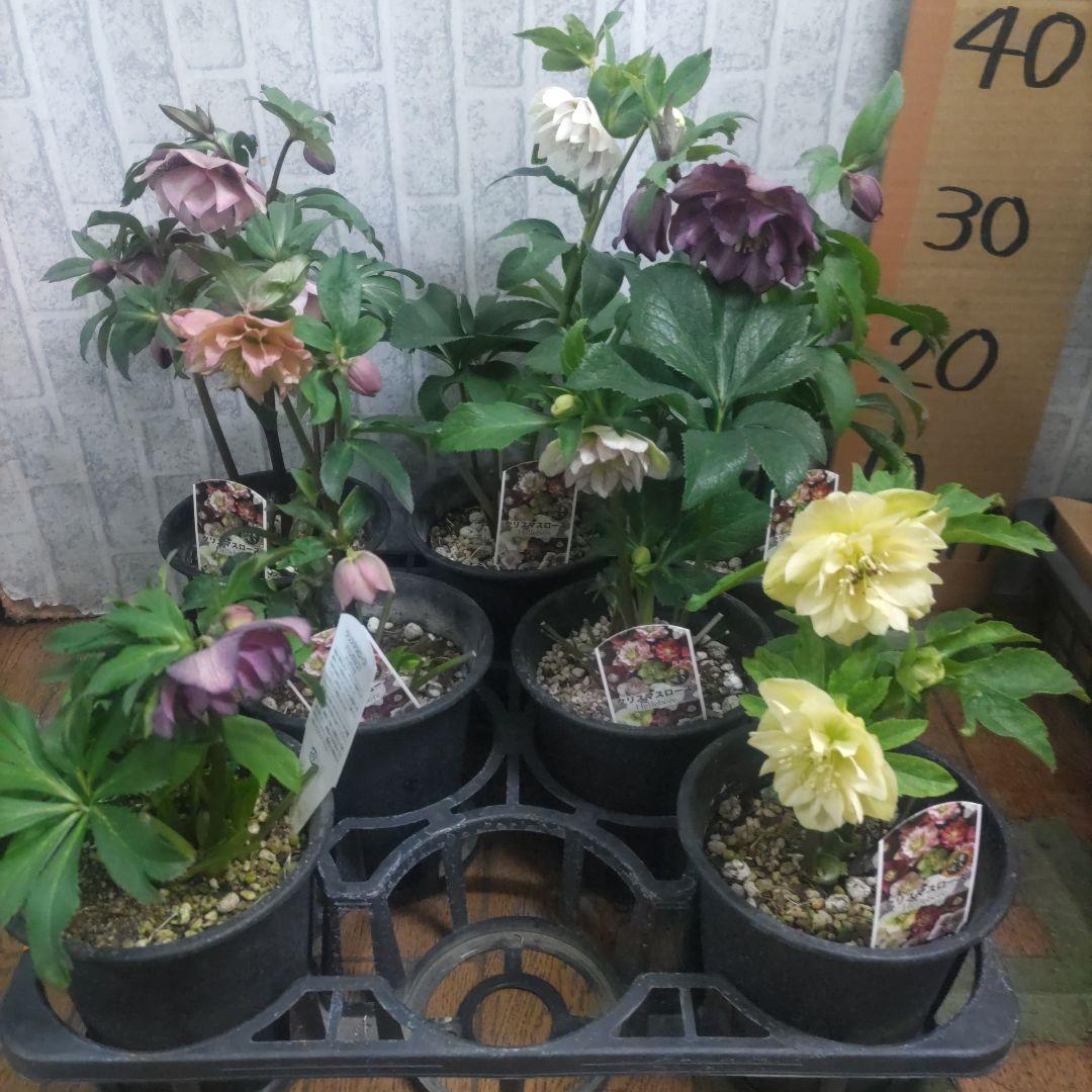 ⭐️クリスマスローズダブル咲き⭐️7鉢セット