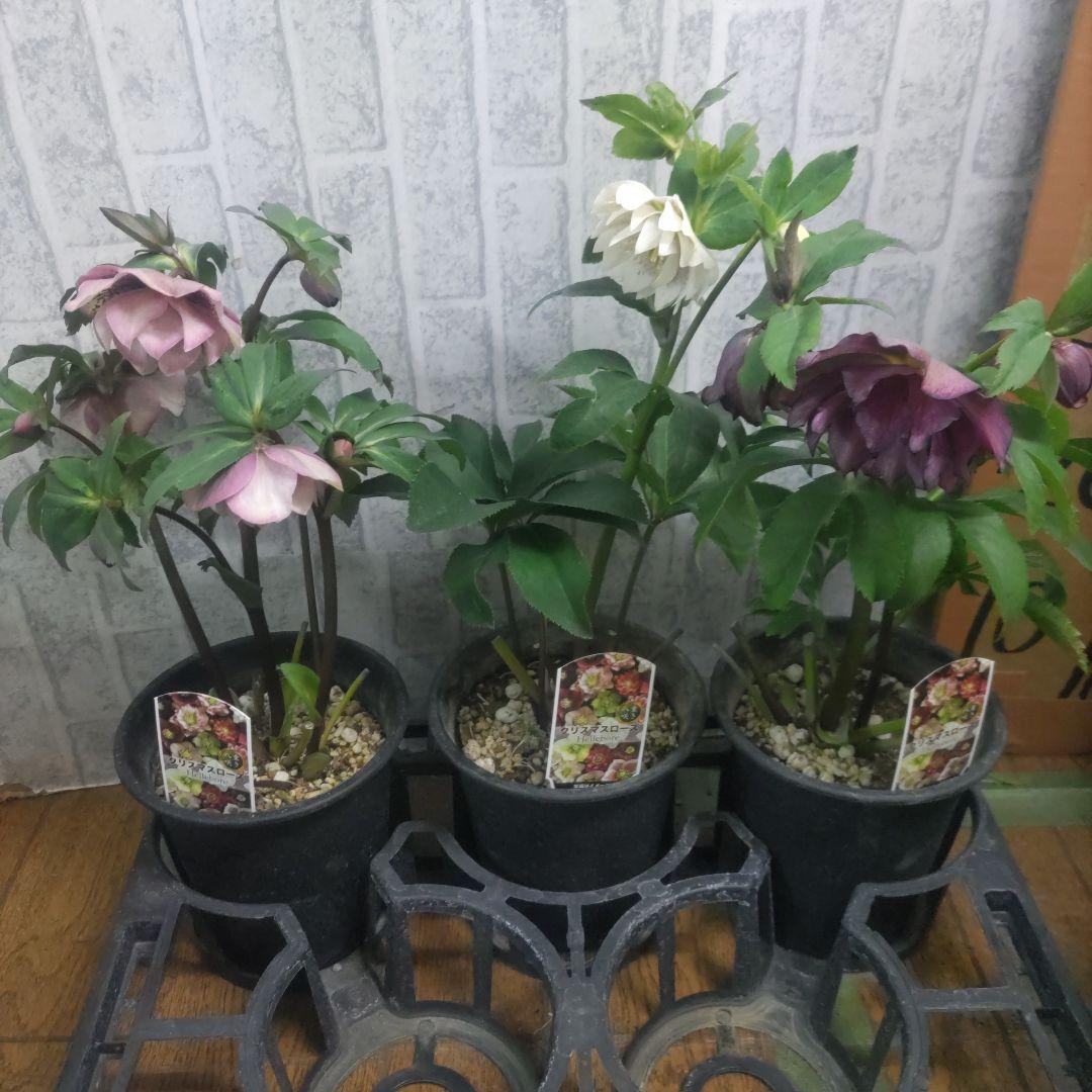⭐️クリスマスローズダブル咲き⭐️7鉢セット