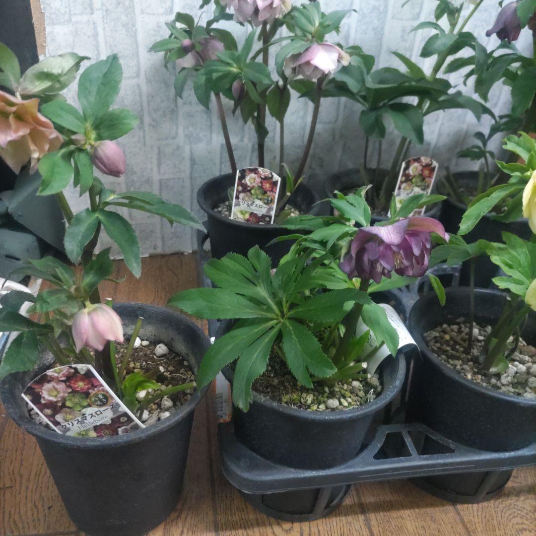 ⭐️クリスマスローズダブル咲き⭐️7鉢セット