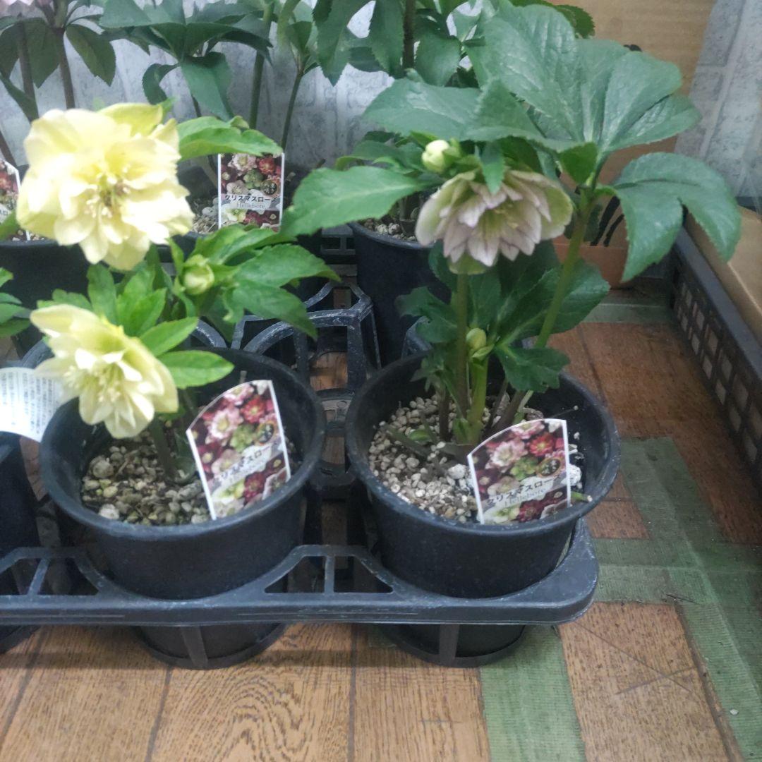 ⭐️クリスマスローズダブル咲き⭐️7鉢セット
