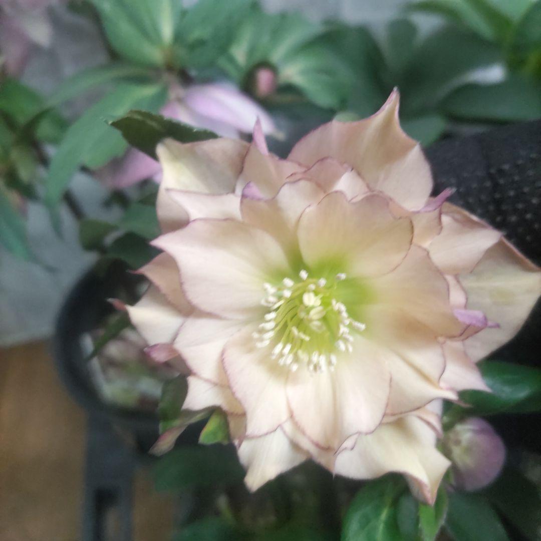 ⭐️クリスマスローズダブル咲き⭐️7鉢セット