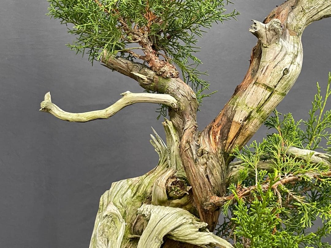 三河盆栽　シンパク(トショウ) 盆栽