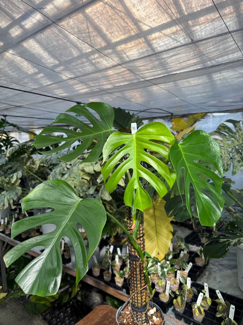 SR1 モンステラ　デリシオーサ　シエラナ　鉢モスポール付き　オリジナルカット株