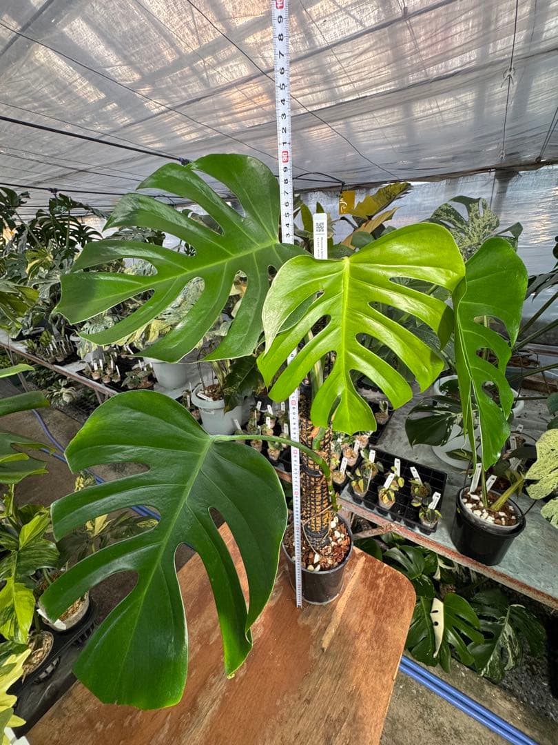 SR1 モンステラ　デリシオーサ　シエラナ　鉢モスポール付き　オリジナルカット株