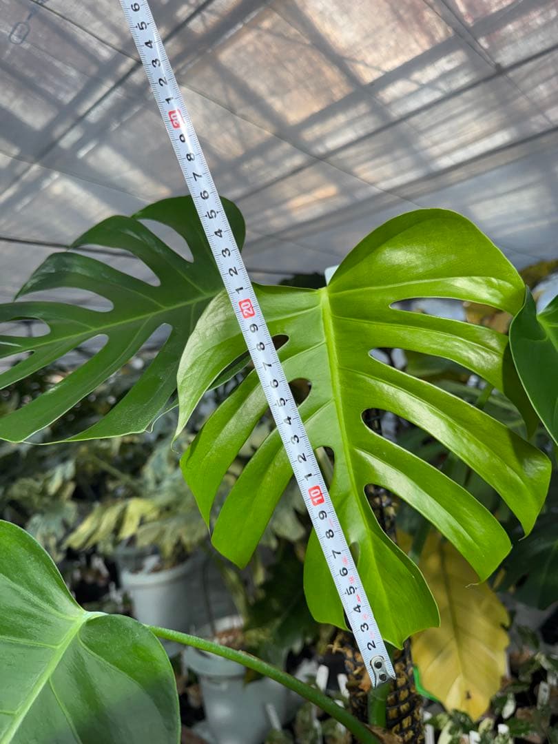 SR1 モンステラ　デリシオーサ　シエラナ　鉢モスポール付き　オリジナルカット株