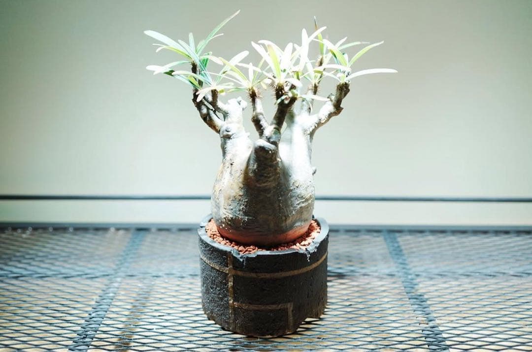 グラキリス 塊根植物