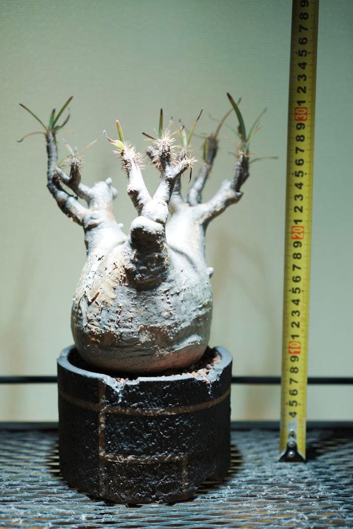 グラキリス 塊根植物