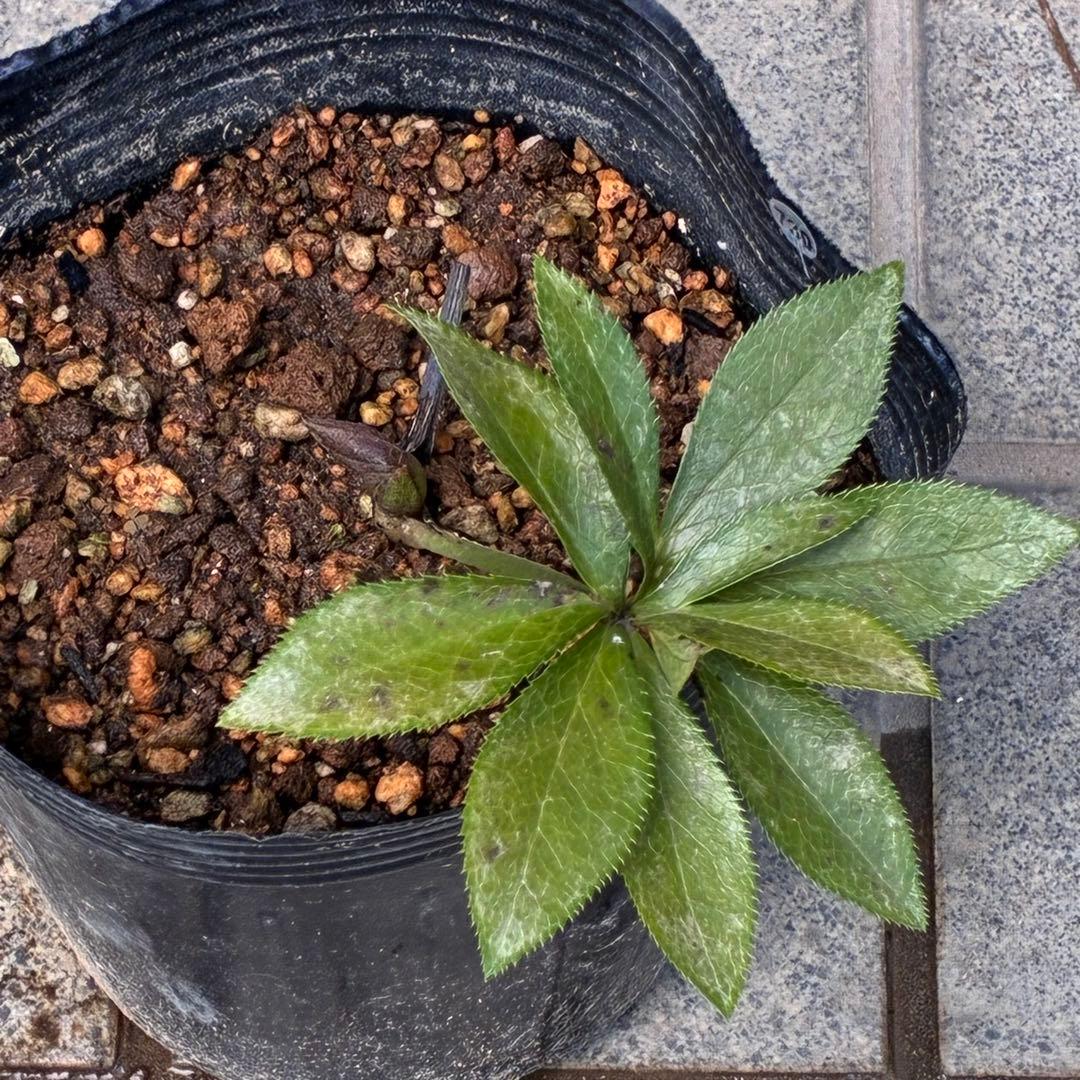 の*ん様 ☘️親株☘️❤️根充実❤️沢山新芽❤️730⭐️多弁⭐️アンティーク⭐