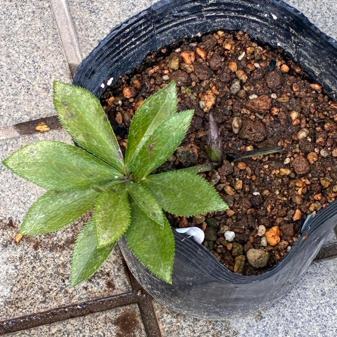 の*ん様 ☘️親株☘️❤️根充実❤️沢山新芽❤️730⭐️多弁⭐️アンティーク⭐