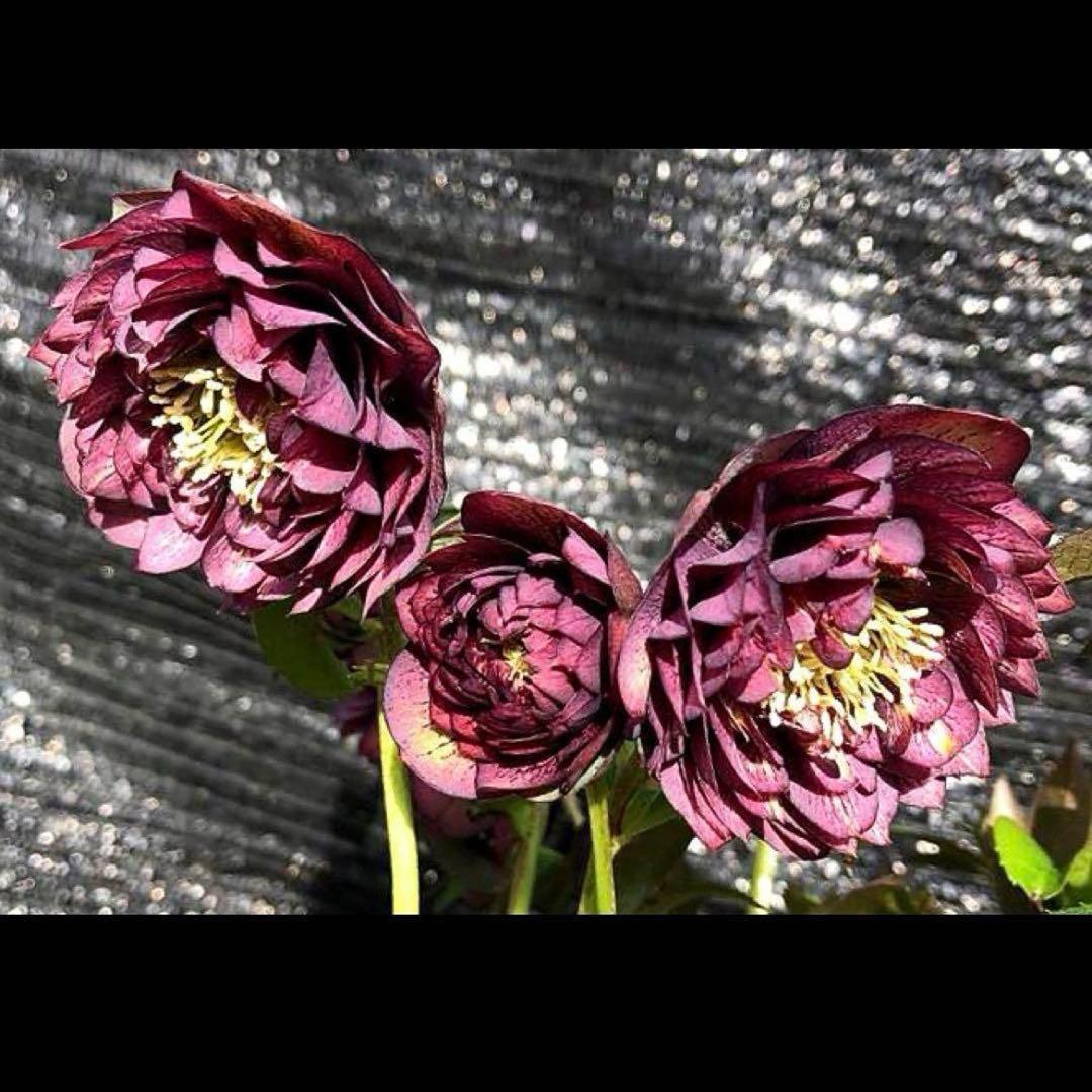 の*ん様 ☘️親株☘️❤️根充実❤️沢山新芽❤️730⭐️多弁⭐️アンティーク⭐