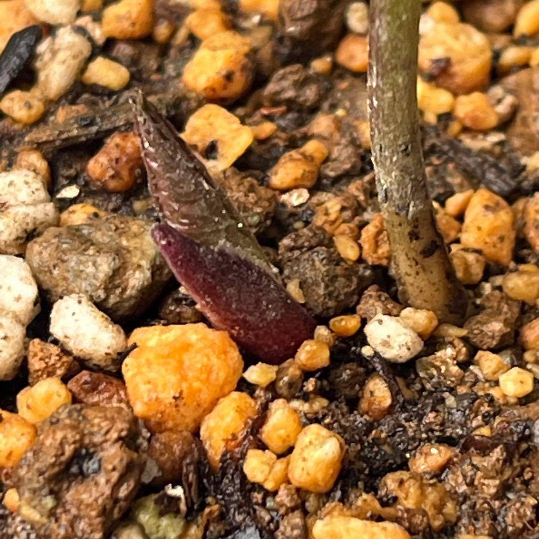 の*ん様 ☘️親株☘️❤️根充実❤️沢山新芽❤️730⭐️多弁⭐️アンティーク⭐