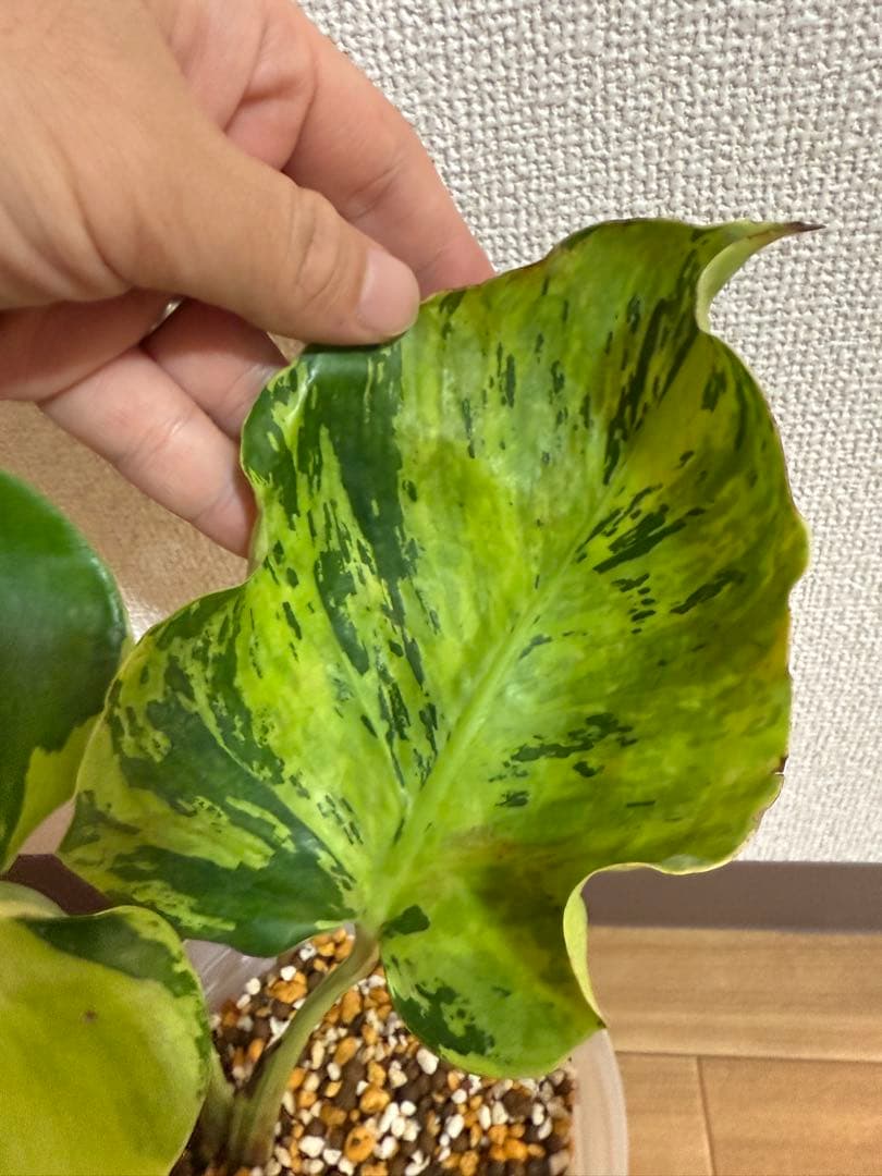 「超激レア」モンステラ　ライトライム　Light Lime ハーフムーン　本物