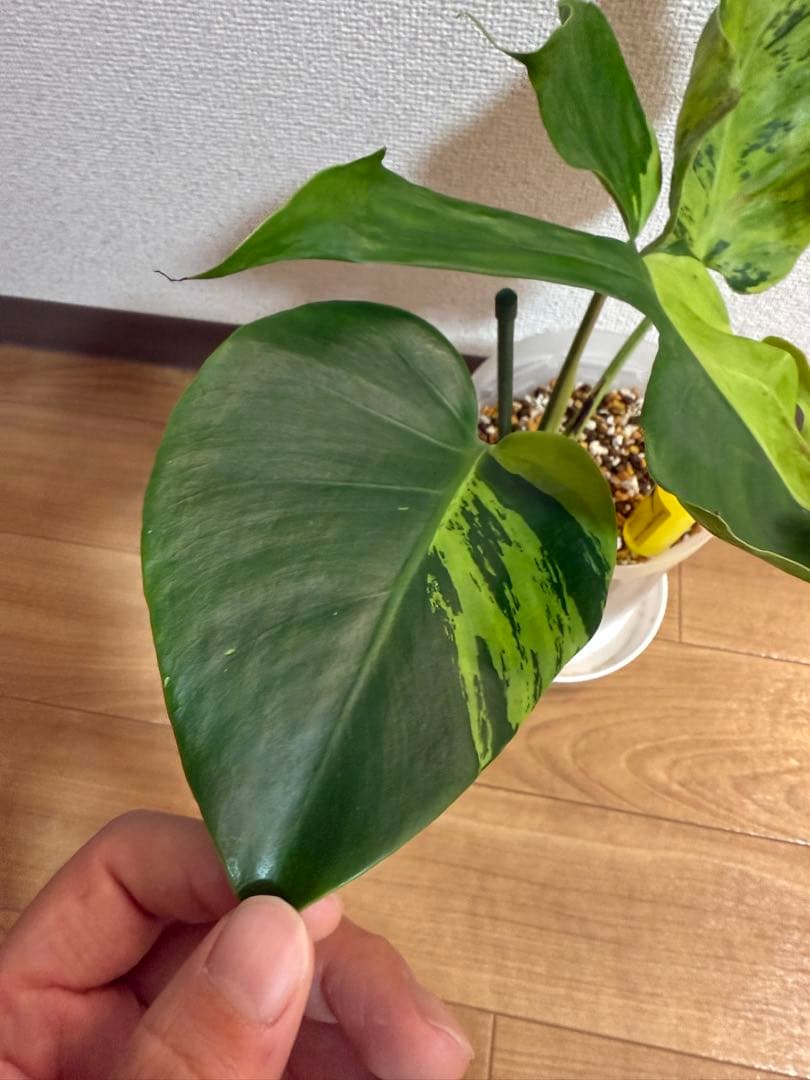 「超激レア」モンステラ　ライトライム　Light Lime ハーフムーン　本物