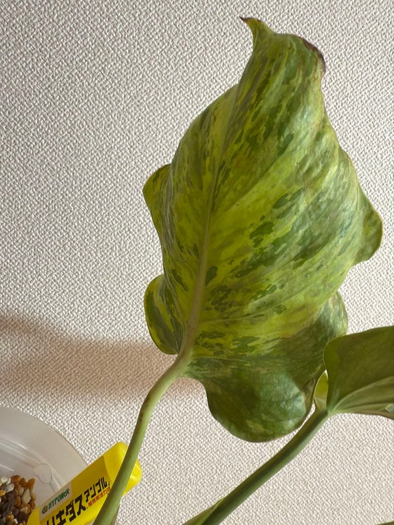 「超激レア」モンステラ　ライトライム　Light Lime ハーフムーン　本物