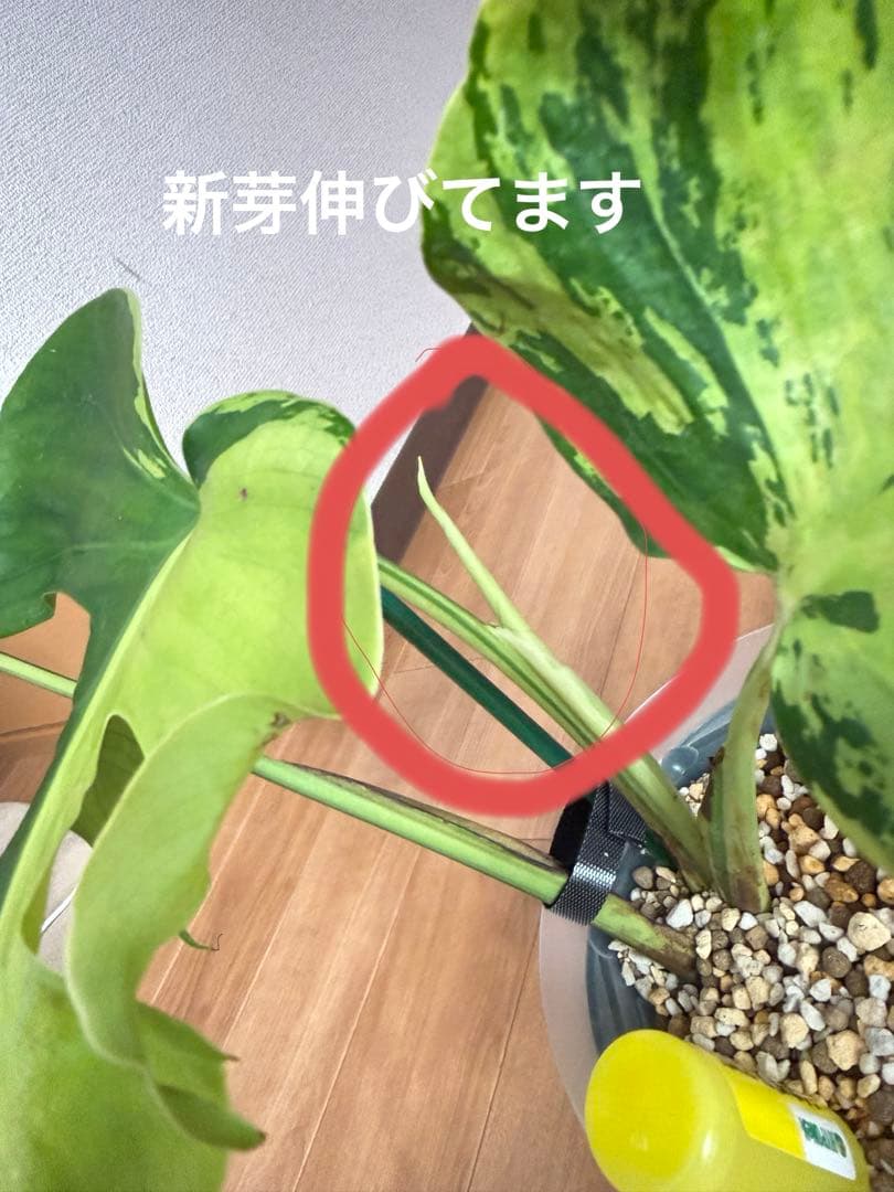 「超激レア」モンステラ　ライトライム　Light Lime ハーフムーン　本物