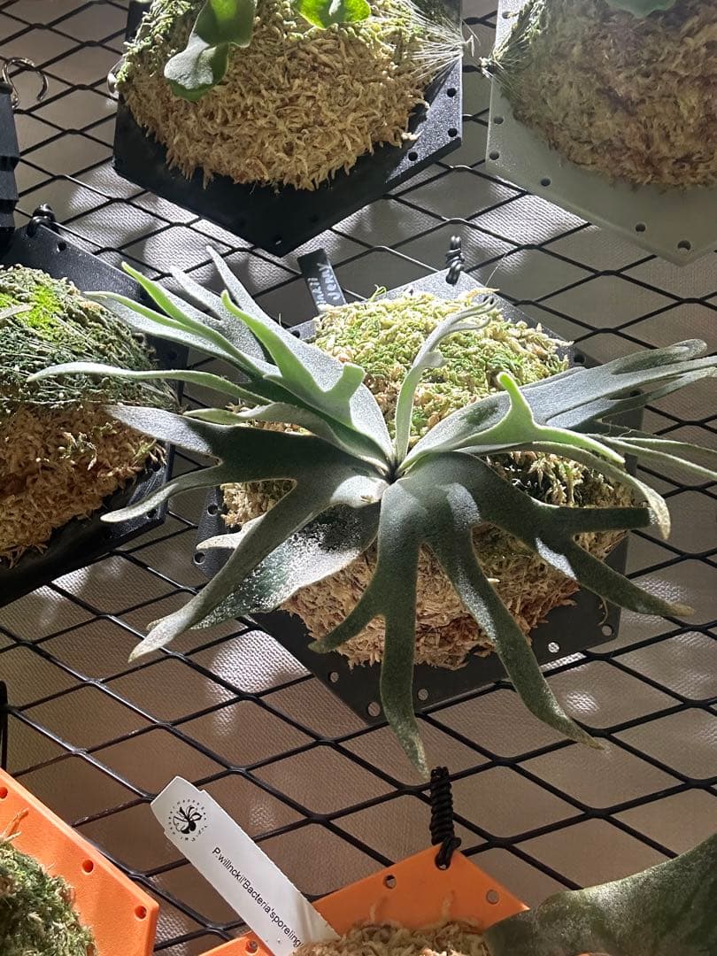 P.willinckii 'Jenny' TC株　板付け