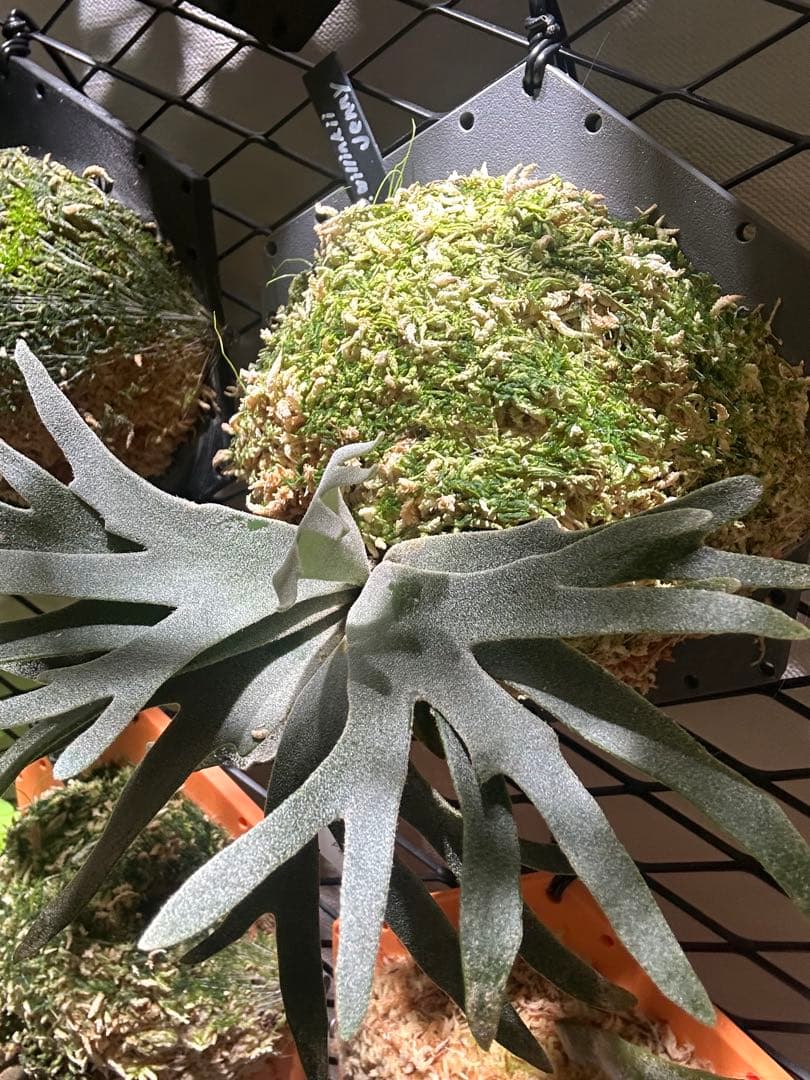 P.willinckii 'Jenny' TC株　板付け