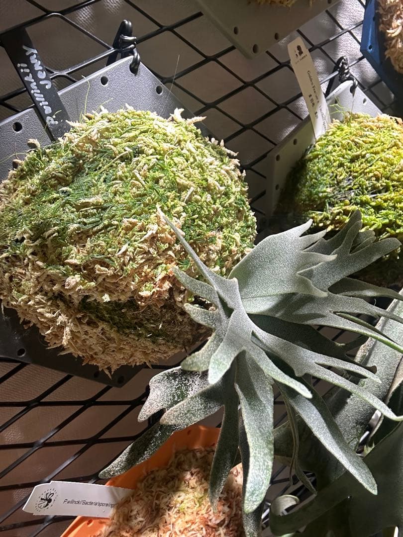 P.willinckii 'Jenny' TC株　板付け