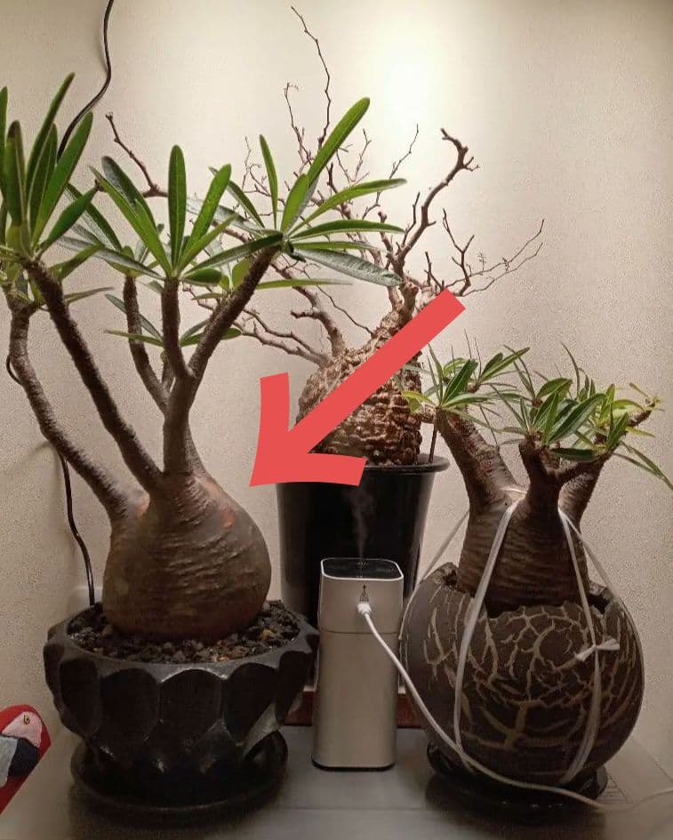 【昨夏(2025)開花しました！】パキポディウム　グラキリス★レア白肌　現地球