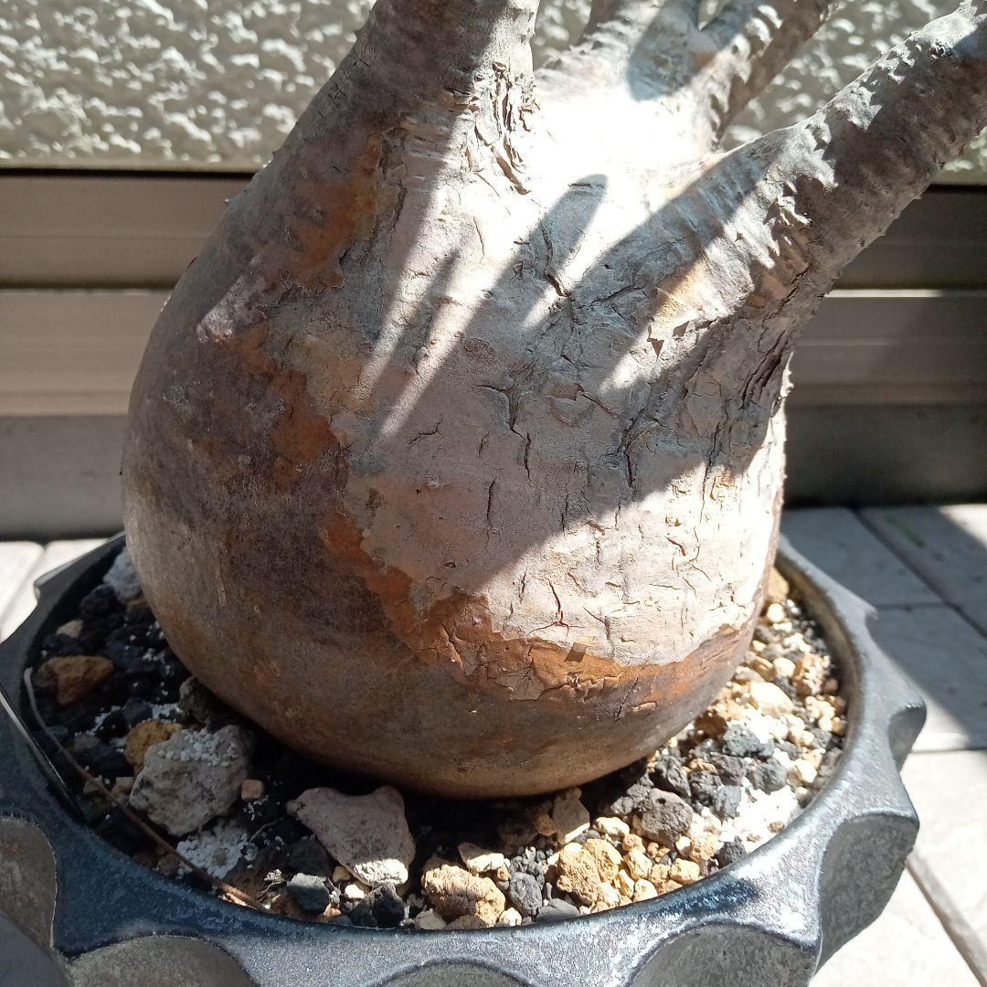 【昨夏(2025)開花しました！】パキポディウム　グラキリス★レア白肌　現地球