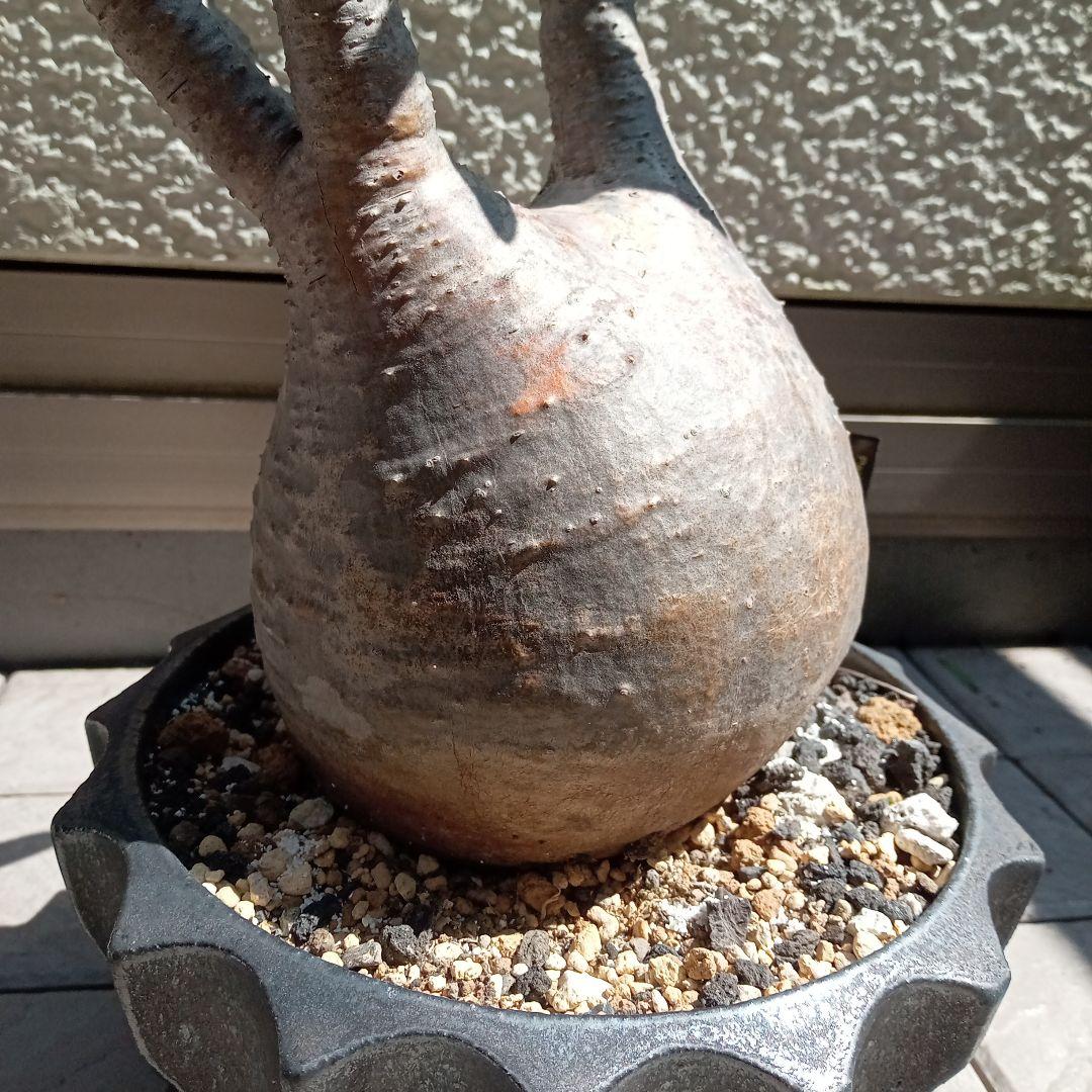 【昨夏(2025)開花しました！】パキポディウム　グラキリス★レア白肌　現地球