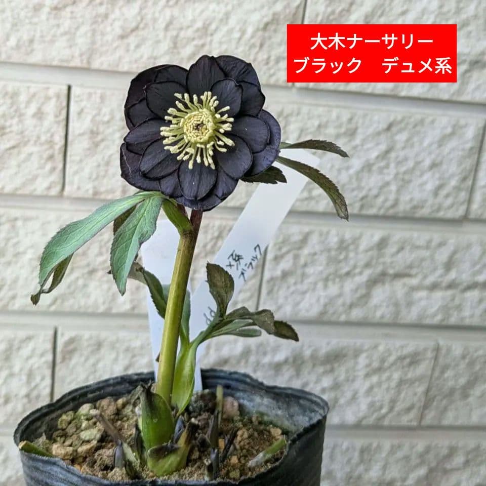 クリスマスローズローズ　デュメ系　ブラック　黒　大木ナーサリー　株　苗