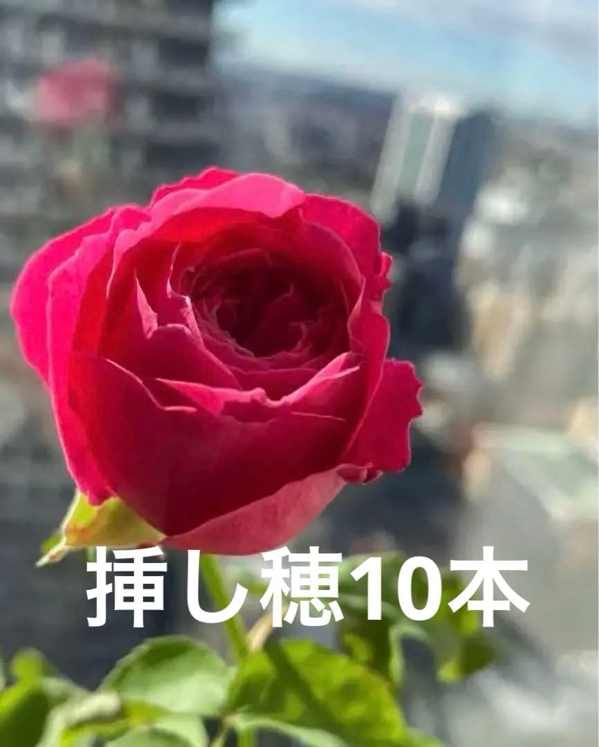 セール！数量、期間限定！お任せバラ挿し穂10種かく各1本